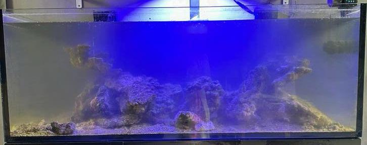 Levend steen 45kg voor zoutwater aquarium, Ophalen, Zo goed als nieuw, Plant(en), Steen of Hout