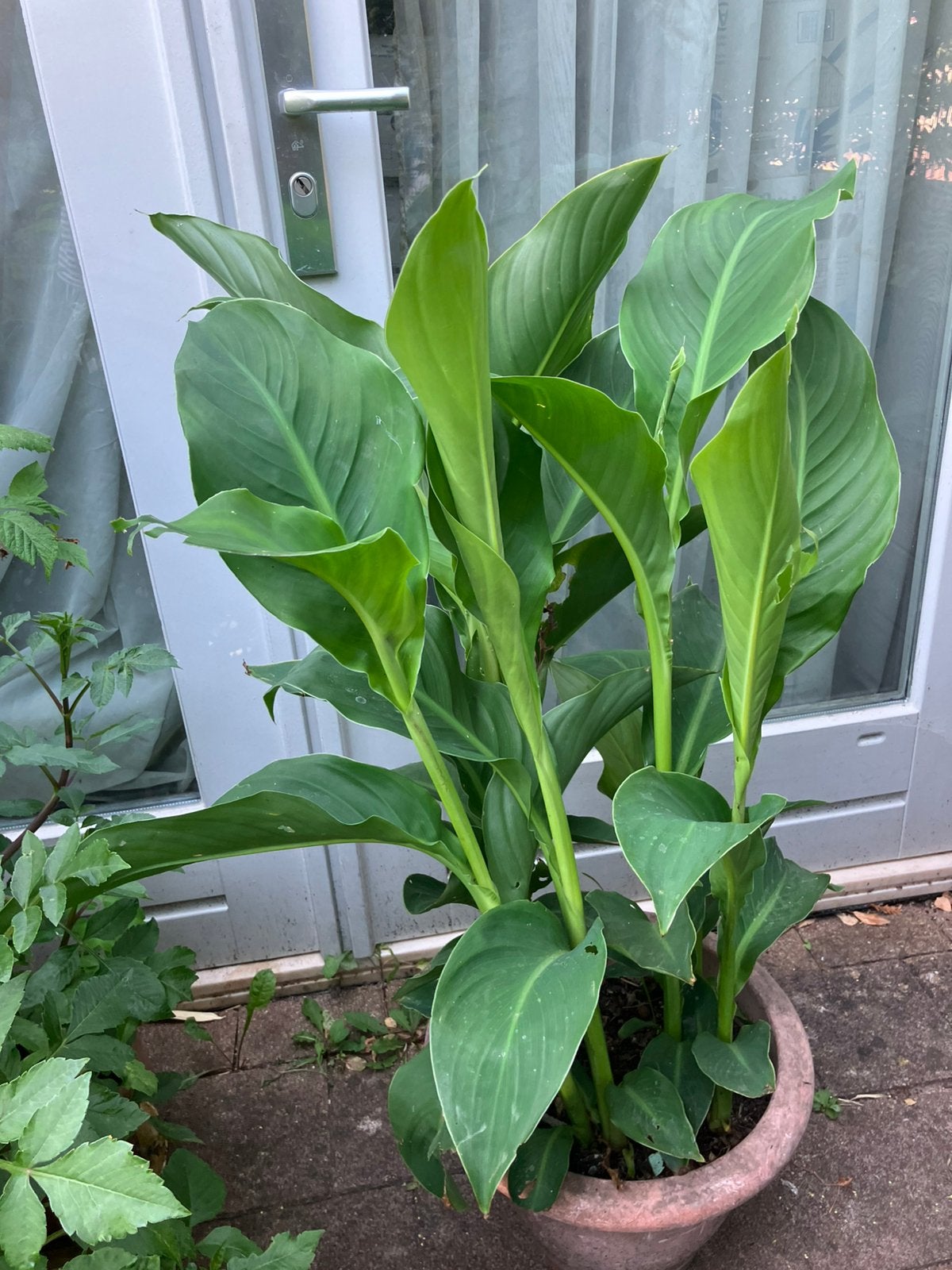Rode Canna (tuinplant), Ophalen, Overige soorten, Volle zon