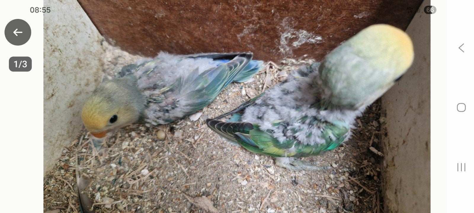 agapornis baby jonkie vogel, Dieren en Toebehoren, Geslacht onbekend, Dwergpapegaai of Agapornis, Tam