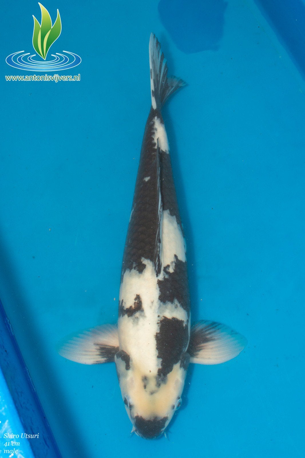 Shiro utsuri, Karper of Koi