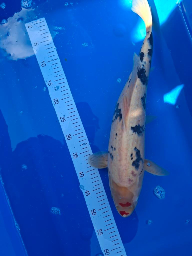 Koi bekko 50 cm, Karper of Koi