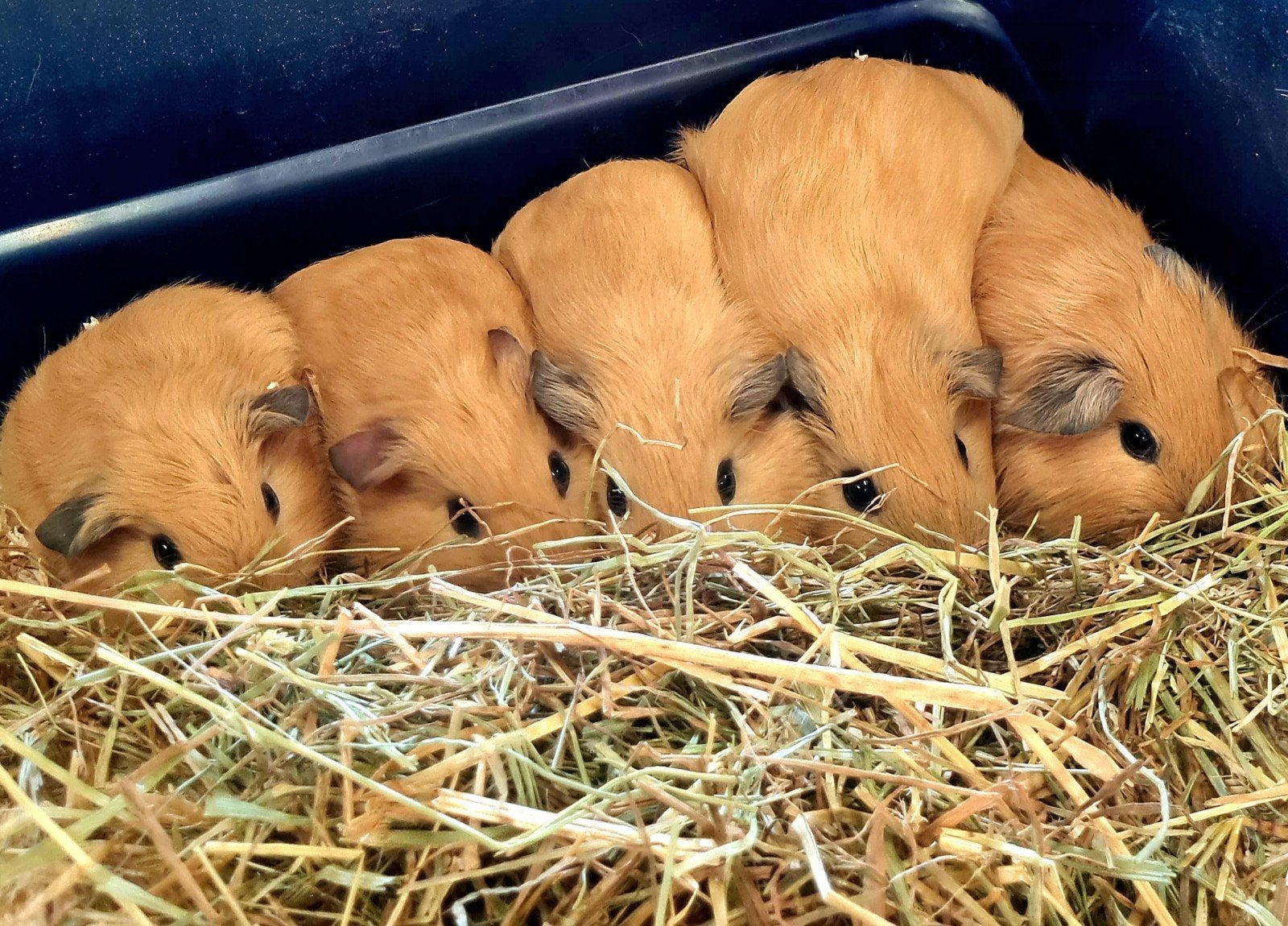 Jonge California beertjes., Mei, Mannelijk, Cavia