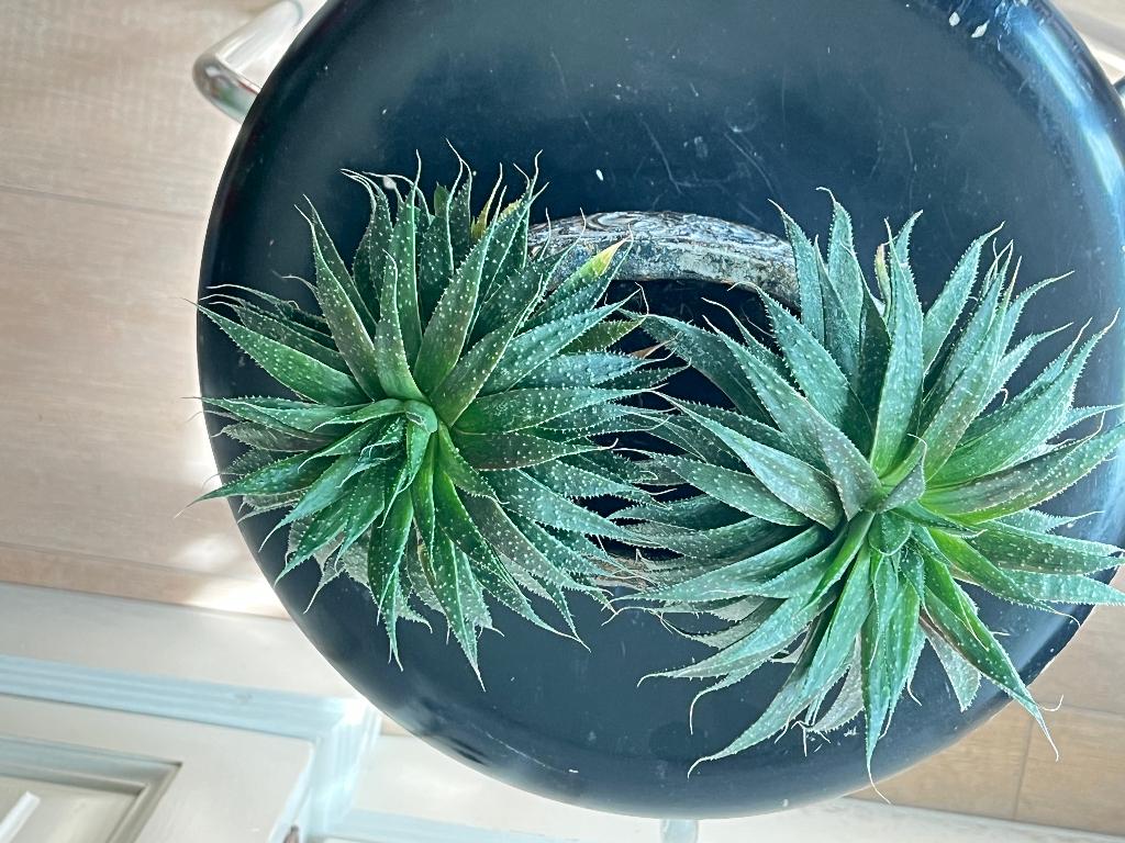 Aloe aristata, Ophalen, Vetplant, Halfschaduw, In pot