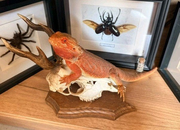 Baardagaam man Bearded Dragon - male for sale from ddezwart