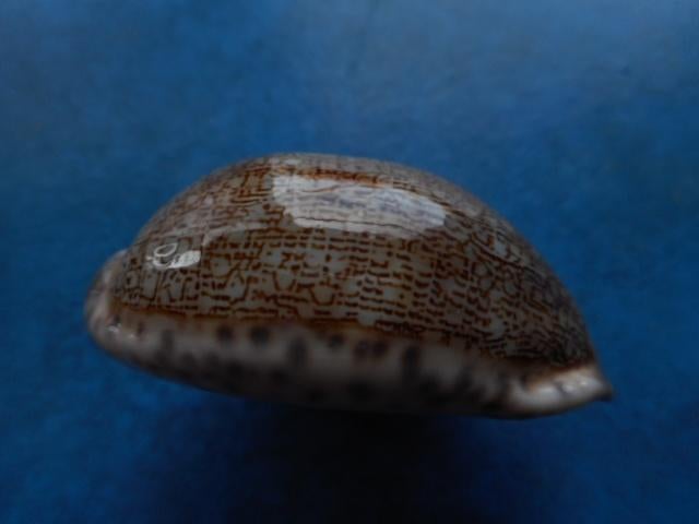 Schelpen: Cypraea eglantina Duclos f++ 49,5mm, Verzamelen, Mineralen en Fossielen, Ophalen of Verzenden, Schelp(en)