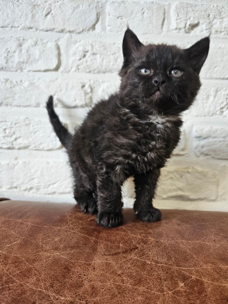 kittens uitzonderlijk mooi REXx vrouwtje afstammingsb, Dieren en Toebehoren, Poes, Met stamboom, 0 tot 2 jaar