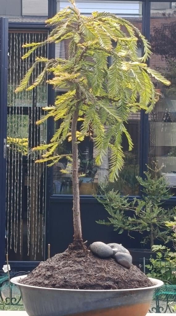 Sequoia Semperviriens Bonsai Boom - Prachtige Tuindecoratie, Tuin en Terras, Planten | Bomen, Ophalen, Bloeit niet, Halfschaduw