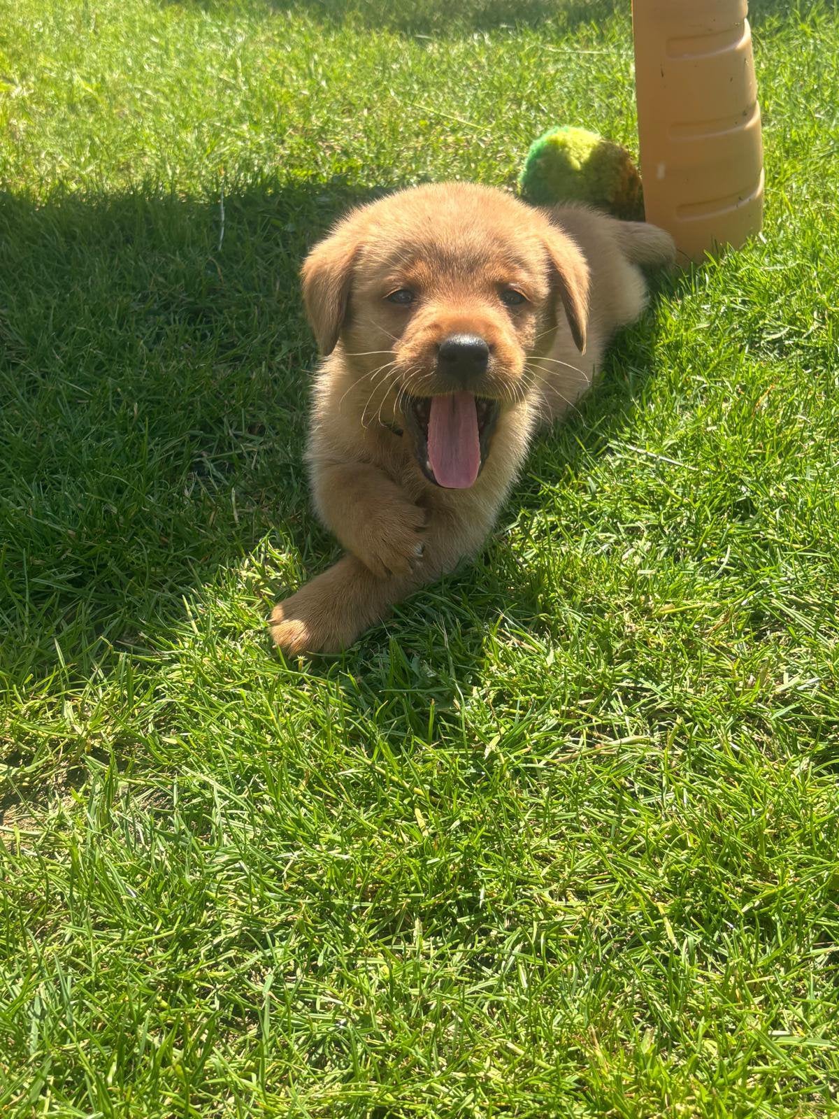 Red fox labrador pup, Dieren en Toebehoren, Honden | Retrievers, Spaniëls en Waterhonden, Parvo, Reu, 8 tot 15 weken, Labrador retriever