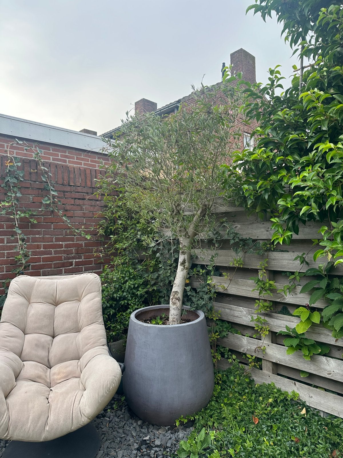 Grote Olijfboom in pot, Lente, 100 tot 250 cm, Olijfboom, Ophalen