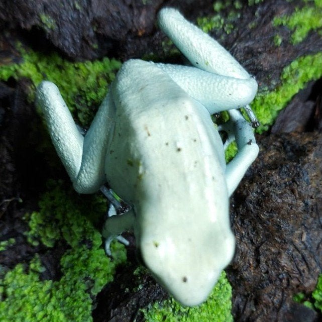 Phyllobates terribilis 'Mint', prachtige forse exemplaren Frog - unknown for sale from Wouter