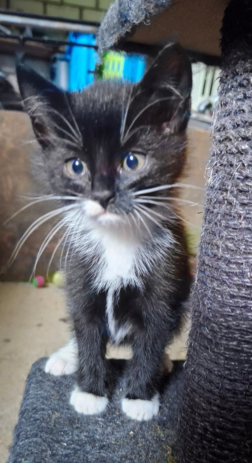 schattige zwart wit kitten te koop (poesje), Dieren en Toebehoren, Poes, Kortharig, 0 tot 2 jaar
