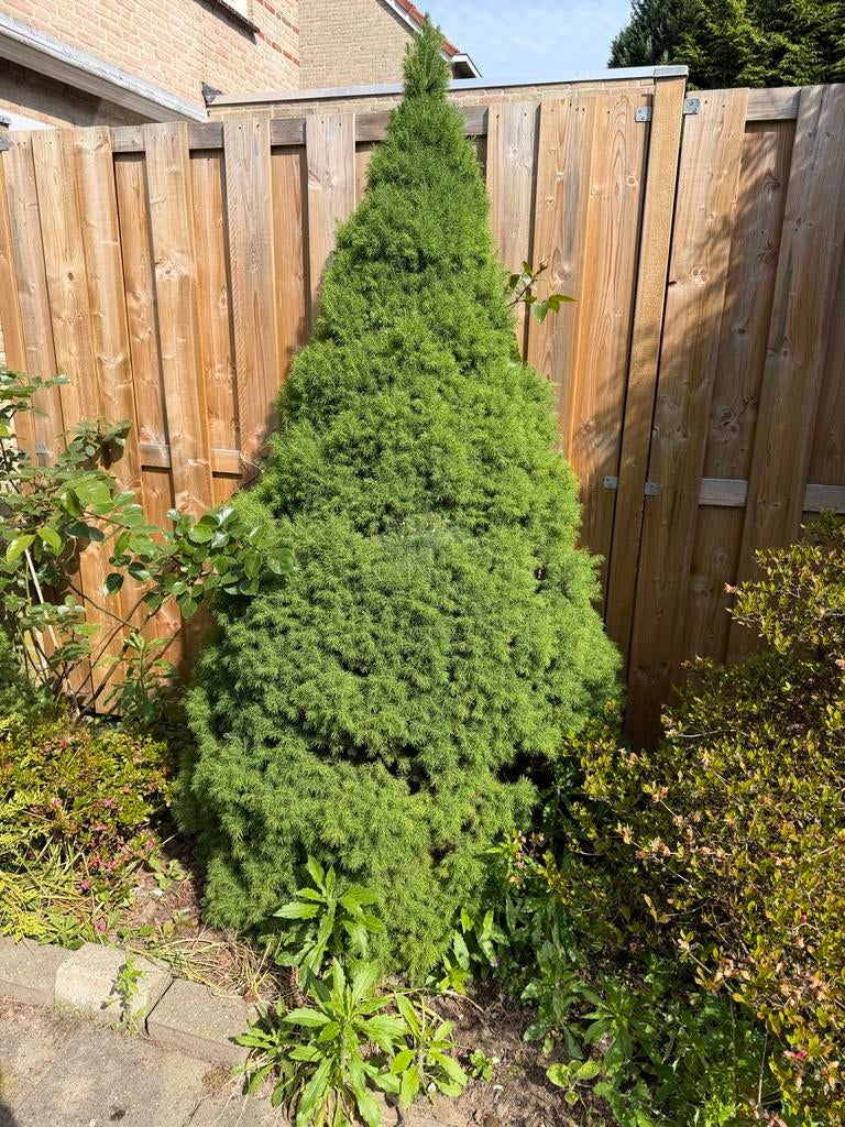 Dwergconifeer (Picea glauca 'Conica'), Ophalen