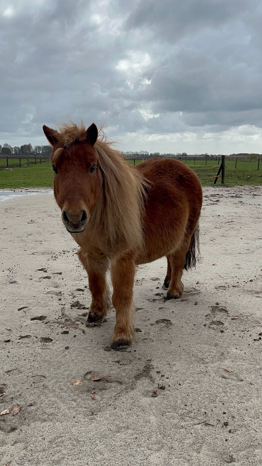 Gezocht weiland met schuurtje/afdak, Stalling, 2 of 3 paarden of pony's