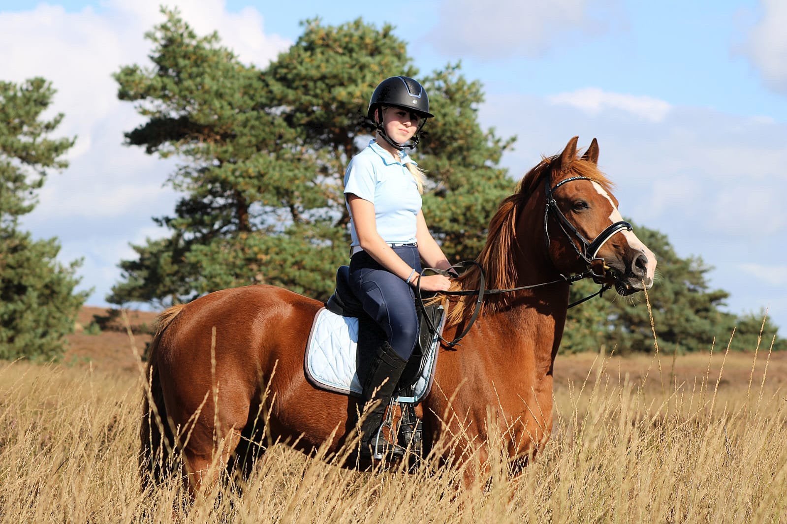 Allround grote D-pony ruin, Dieren en Toebehoren, Ruin, L, D pony (1.37m tot 1.48m)