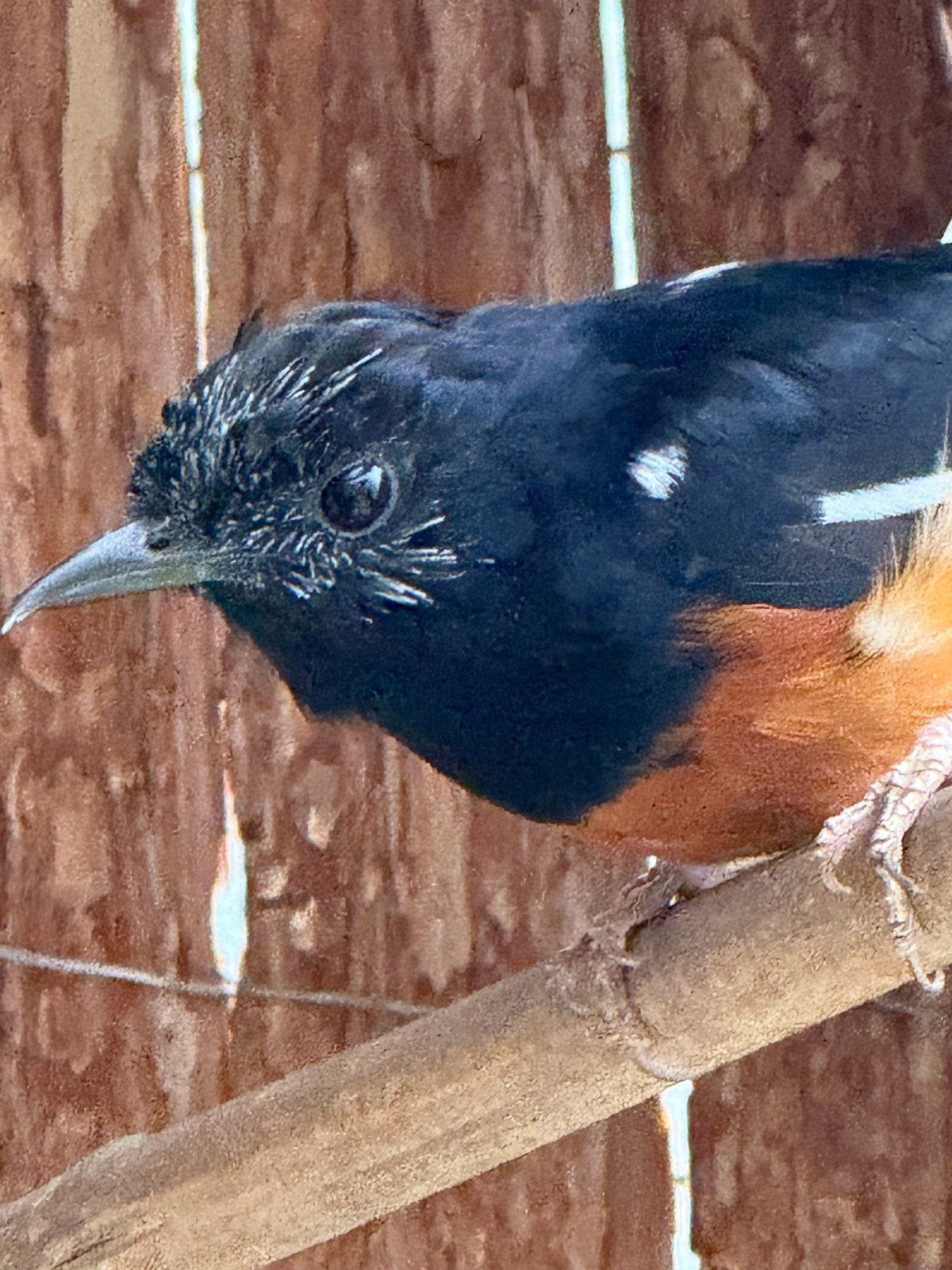Mooi koppel Schama lijsters 2024 / 2025, Dieren en Toebehoren, Meerdere dieren, Tropenvogel, Geringd