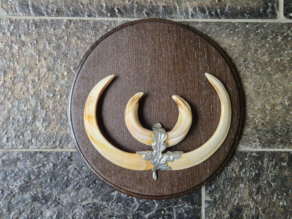 Prachtige wildzwijn tanden op schild - 20cm diameter k77, Ophalen of Verzenden, Zo goed als nieuw, Wild dier, Overige typen