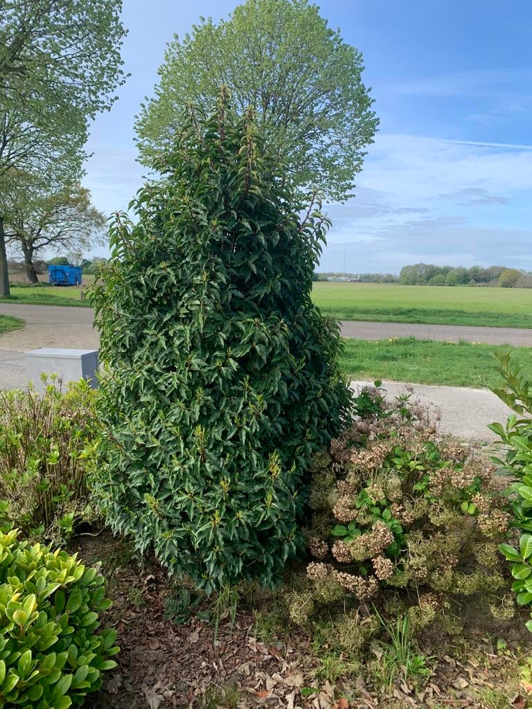 Laurier portugees, Tuin en Terras, Planten | Struiken en Hagen, Ophalen, Laurier, 100 tot 250 cm