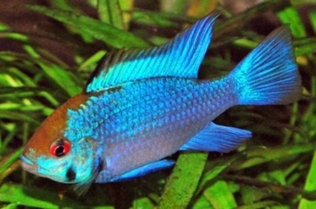 Koppel Mikrogeophagus ramirezi Blue, mooie maat!!!, Dieren en Toebehoren, Vissen | Aquariumvissen, Vis, Zoetwatervis