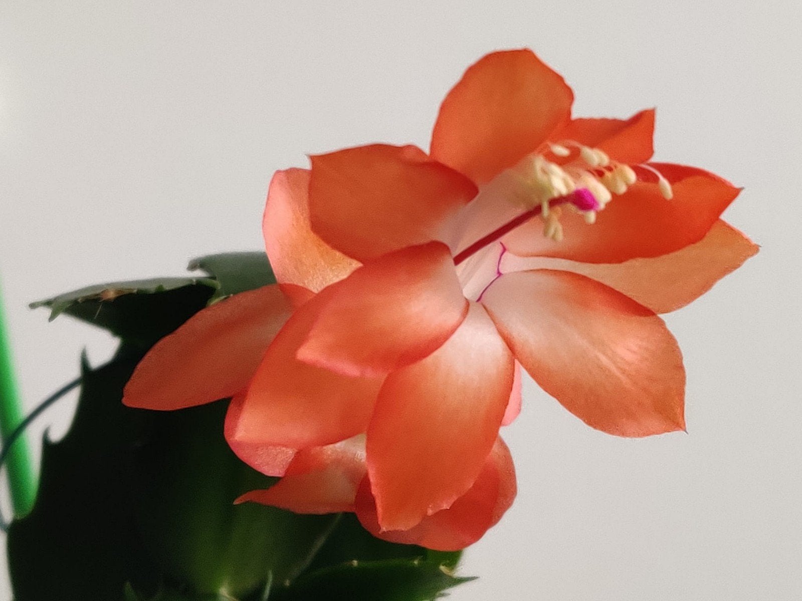 Schlumbergera 'Musette' stek ongeworteld, Verzenden, Halfschaduw, Minder dan 100 cm