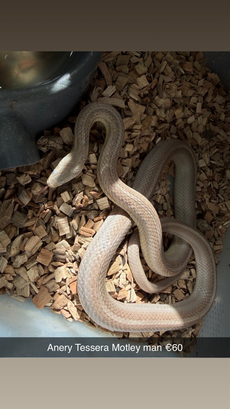 Rattenslangen (Hele leuke genen) (Spoed!) Rat Snake photo 3