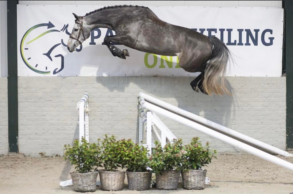 Gezocht: braaf allround sportpaard (springen/dressuur), Ophalen of Verzenden, Nieuw, Springen