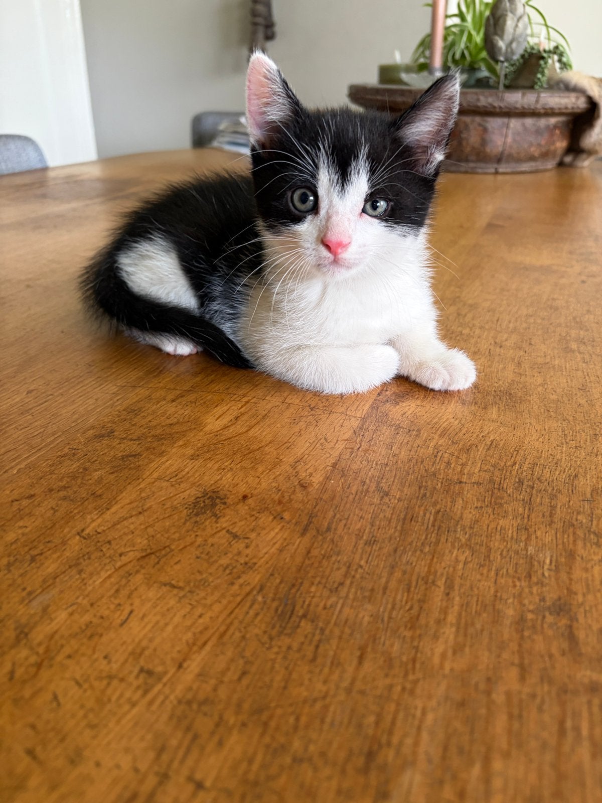 Knappe zwart witte kitten - mannetje, Kater, Kortharig, 0 tot 2 jaar