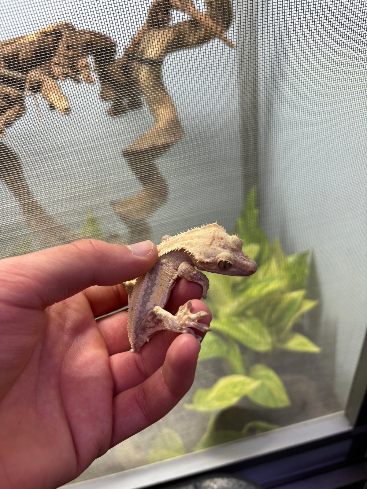 Wimpergekko lilly white Crested Gecko - unknown for sale from alex
