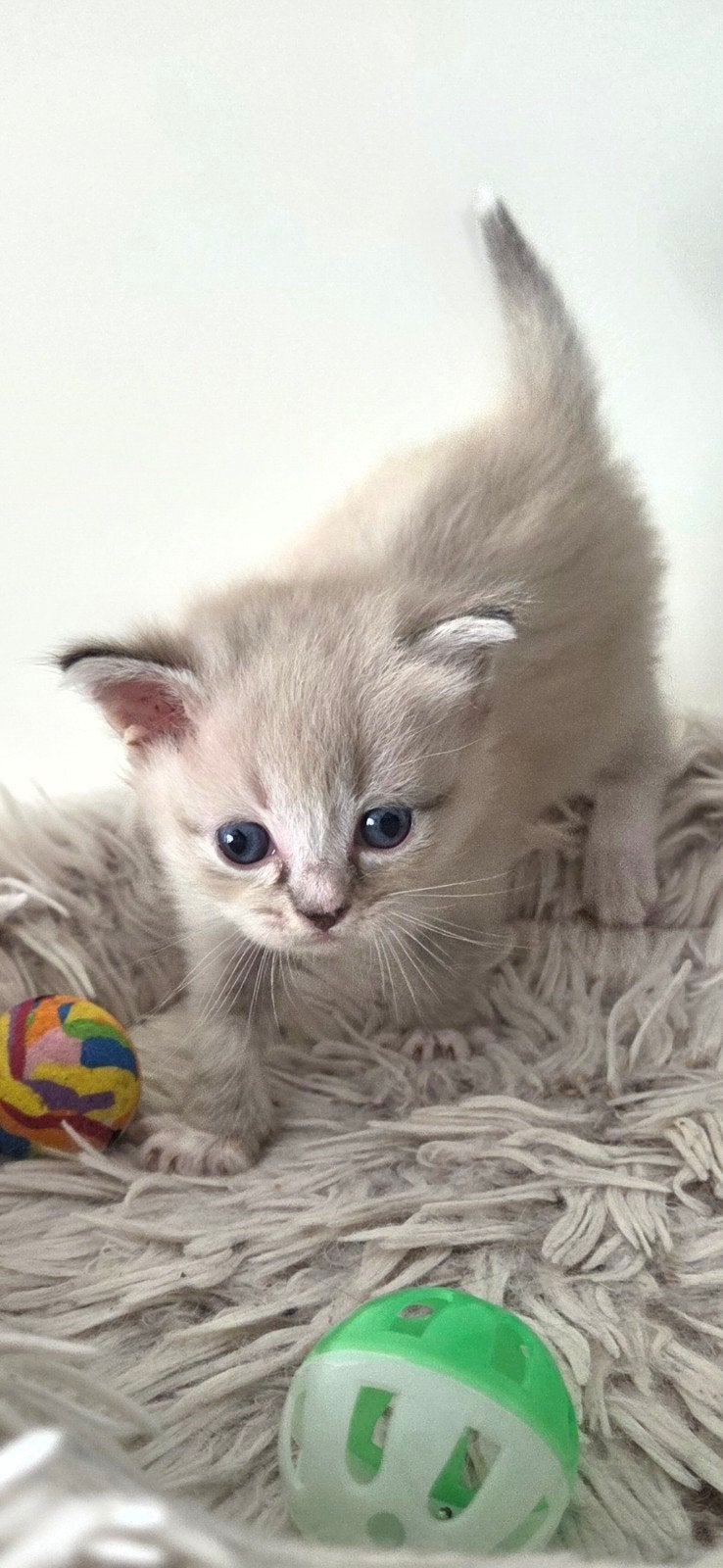 Lieve ragdoll zoeken een goud mandje, Poes, Gechipt