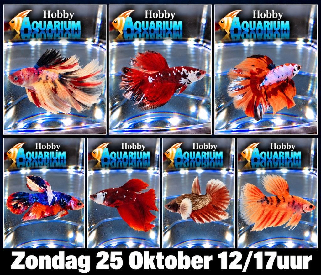 Hobbyaquarium Betta Splendes ruime keuze Zon 25 okt 12/17u, Vis, Zoetwatervis