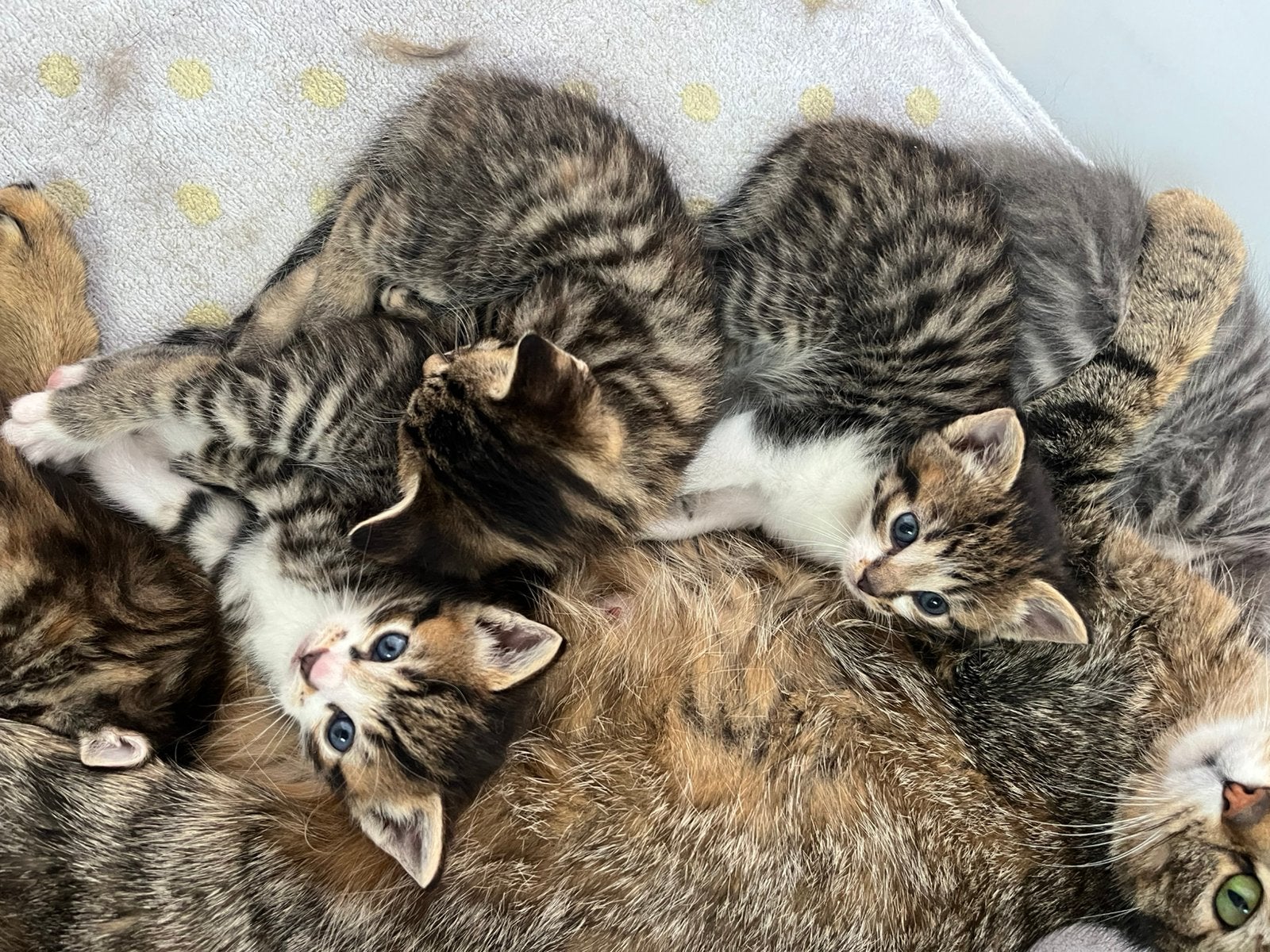 Kittens (Boskat mix), Meerdere dieren, Ontwormd