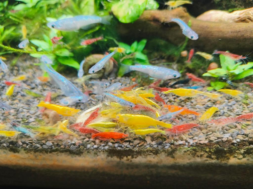 Neocaridina garnalen, Dieren en Toebehoren, Vissen | Aquaria en Toebehoren, Ophalen, Nieuw, Overige typen