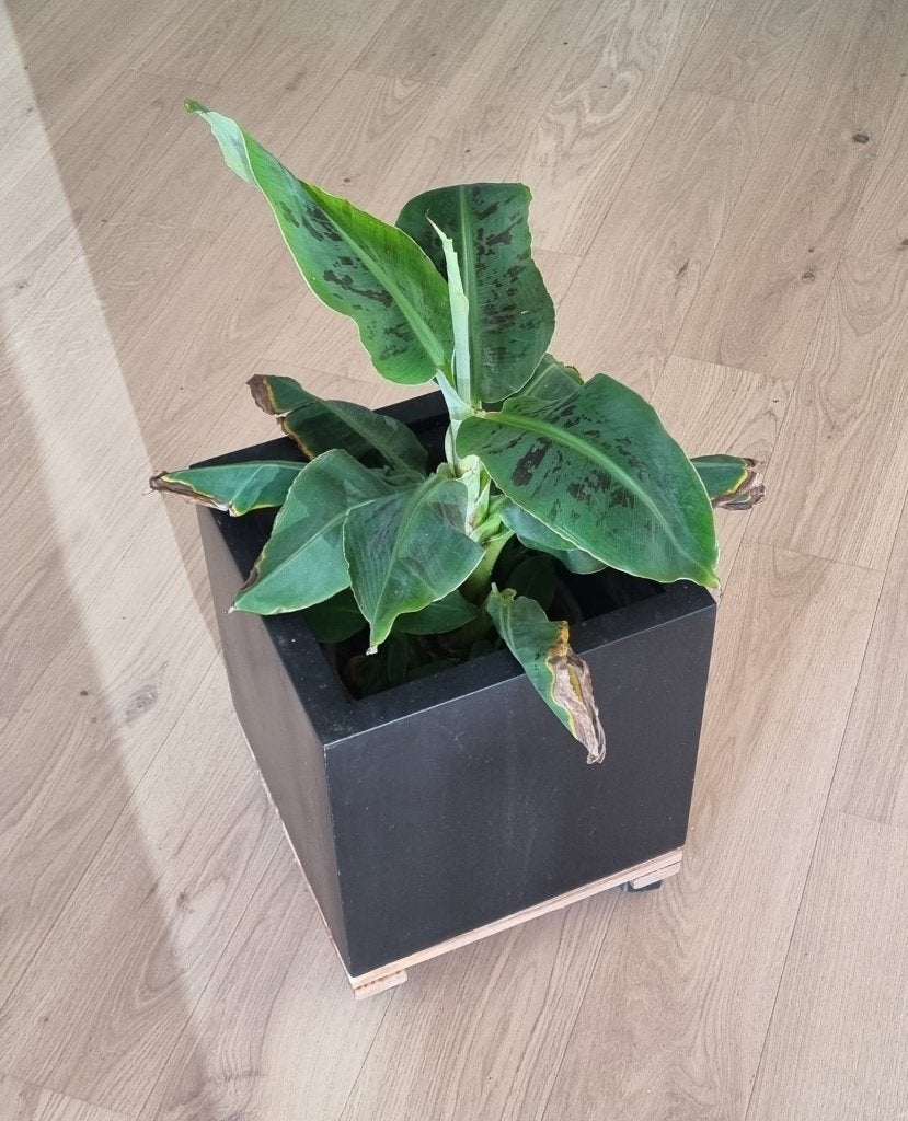 Bloempot in kunststof, zwart, inclusief trolley, 30x30x30 cm, 25 tot 40 cm, Kunststof, Vierkant, Ophalen of Verzenden