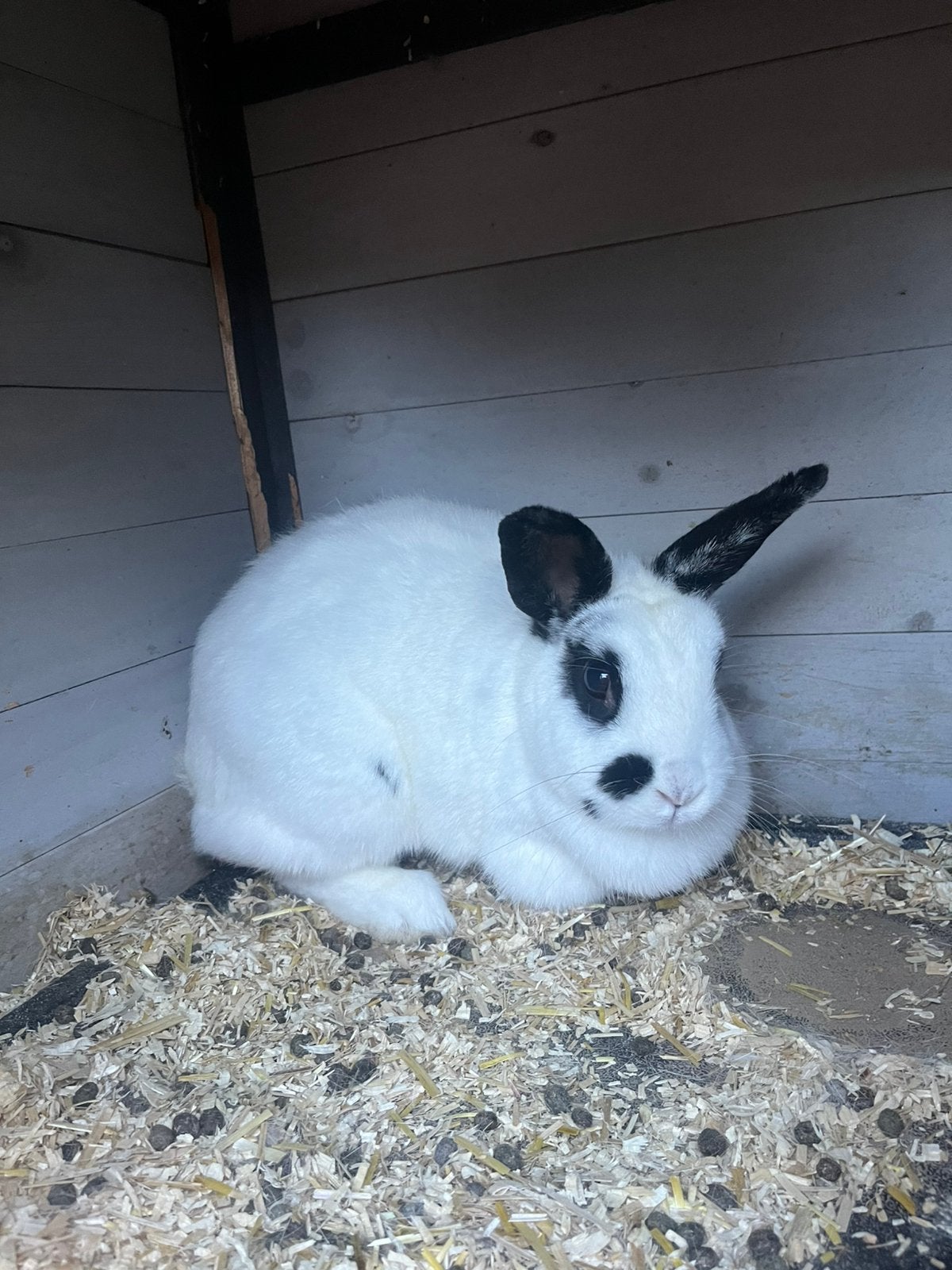 Lief konijntje, Dieren en Toebehoren, Vrouwelijk, Dwerg