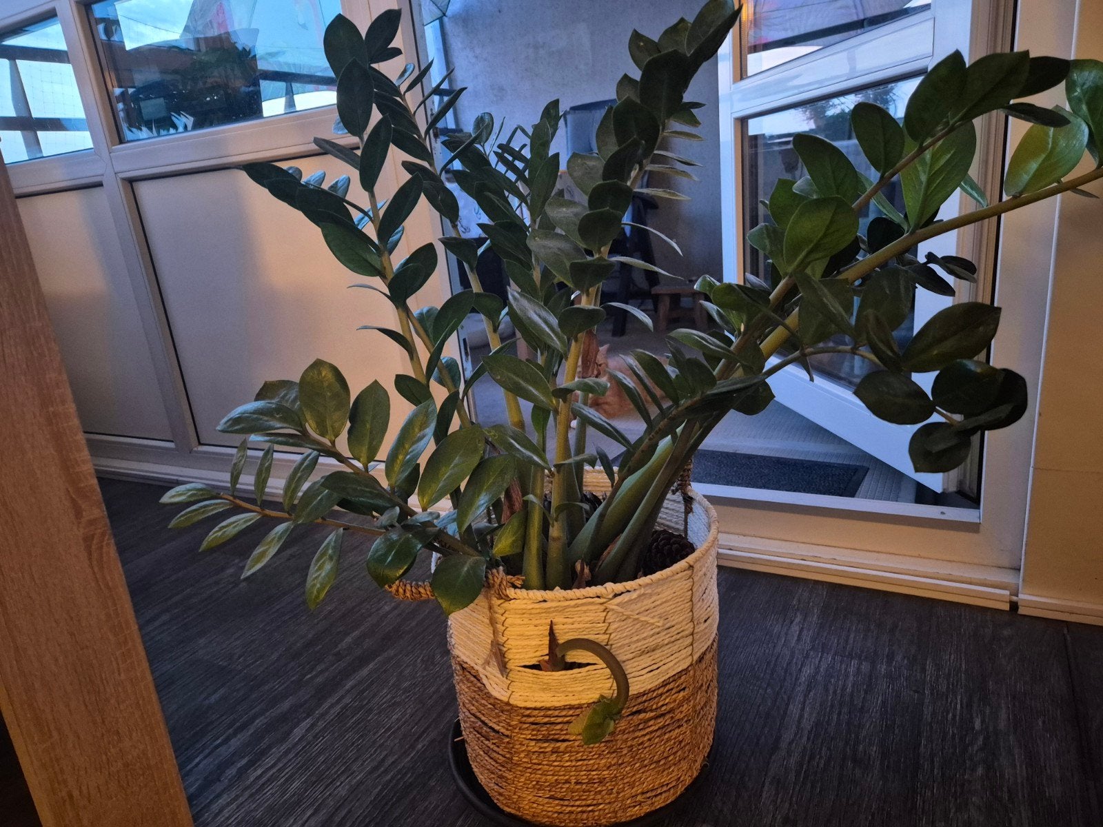 Grote Zamioculcas planten in mand ( 2 stuks ), Ophalen, Volle zon, Minder dan 100 cm