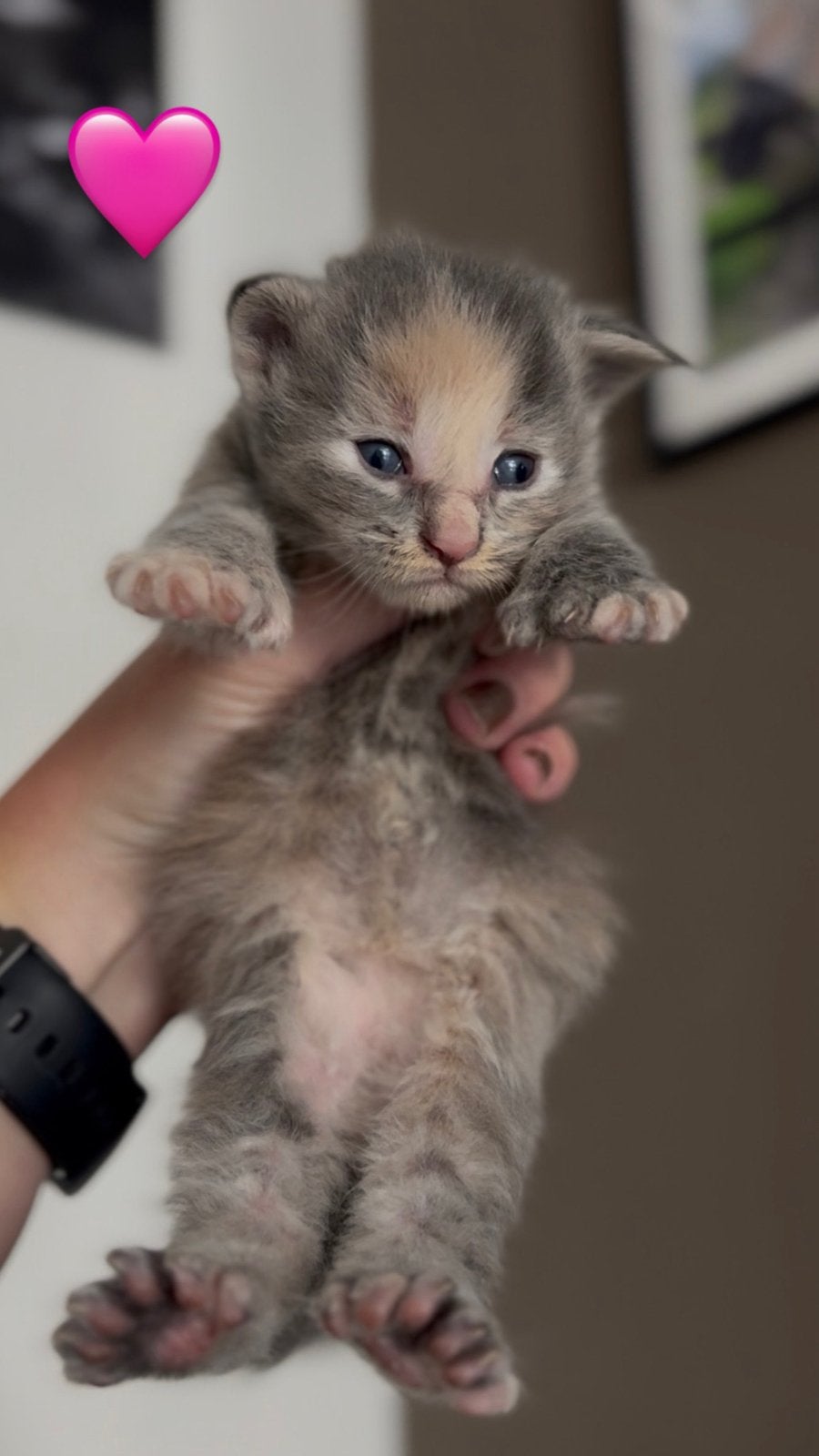 (polydactyl) Maine Coon kittens, Dieren en Toebehoren, Katten en Kittens | Raskatten | Langhaar, Meerdere dieren, Gechipt, 0 tot 2 jaar