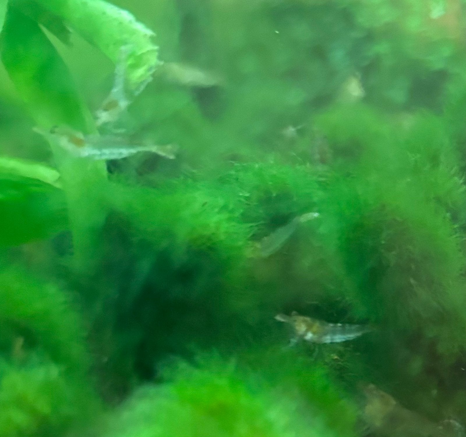 Mini (dwerg) Japonica garnaaltjes, Dieren en Toebehoren, Vissen | Aquariumvissen, Kreeft, Krab of Garnaal