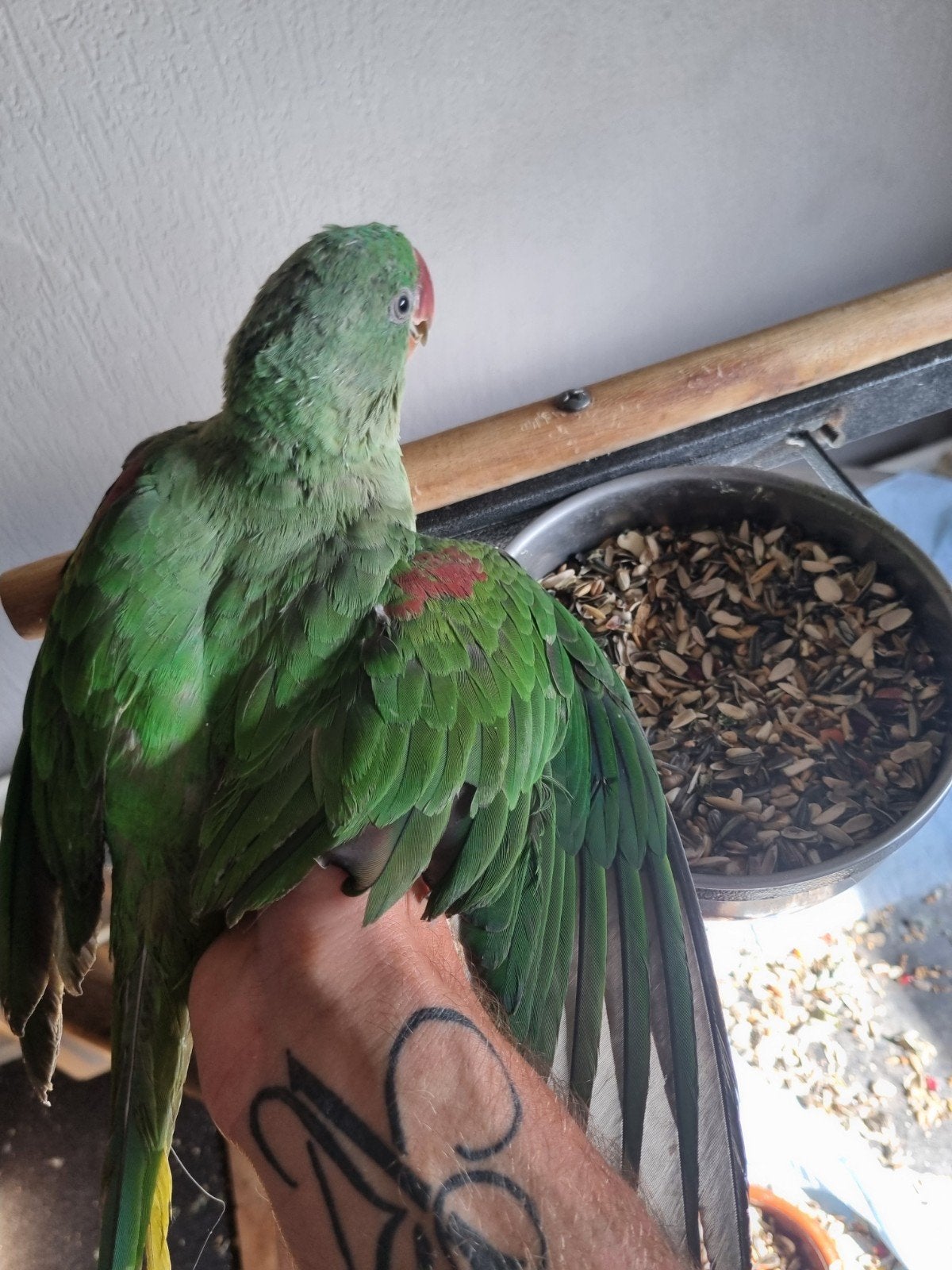 te koop jonge half tamme alexanderparkiet, Dieren en Toebehoren, Vogels | Parkieten en Papegaaien, Geslacht onbekend, Parkiet