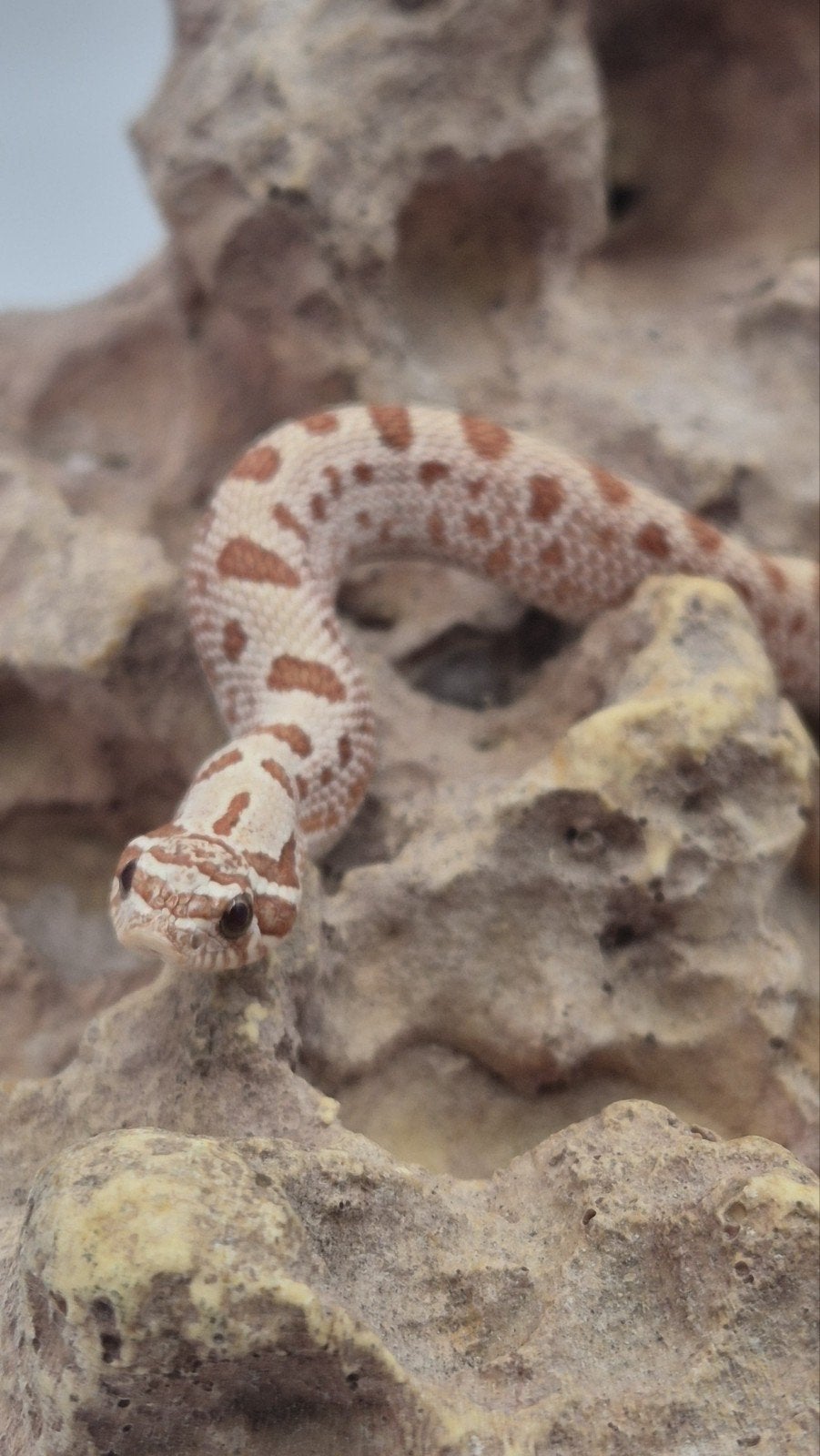 Haakneusslang hognose Hognose Snake - male for sale from De Jong