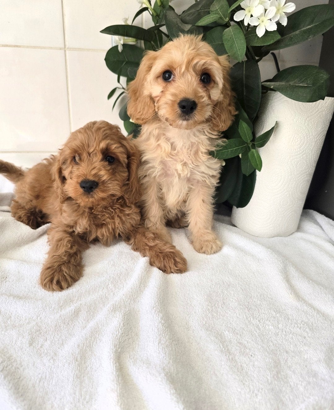 prachtige cockapoo pups, Overige rassen, CDV (hondenziekte), 8 tot 15 weken, Meerdere