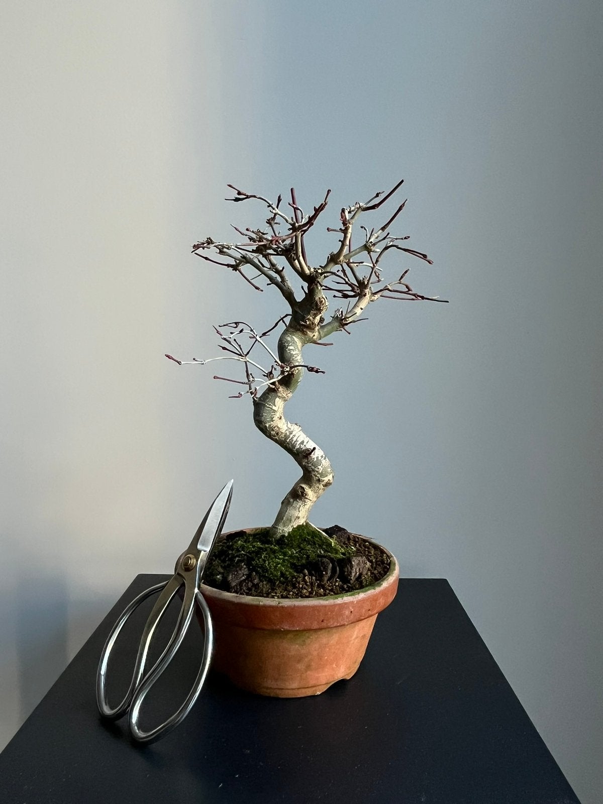 Japanse esdoorn deshojo pre bonsai, Bloeit niet, Verzenden, Halfschaduw, Overige soorten