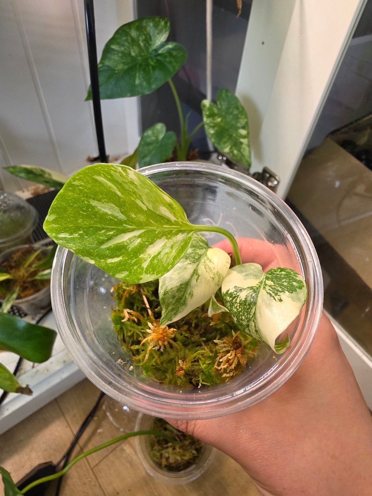 Monstera Crème brule, Huis en Inrichting, Ophalen of Verzenden, Halfschaduw, Minder dan 100 cm
