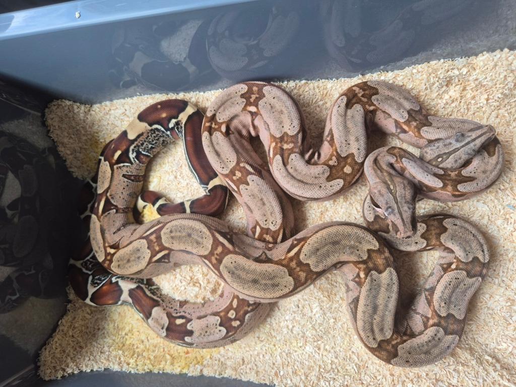 2.2 boa constrictor constrictor suriname Boa Constrictor - male for sale from Chris