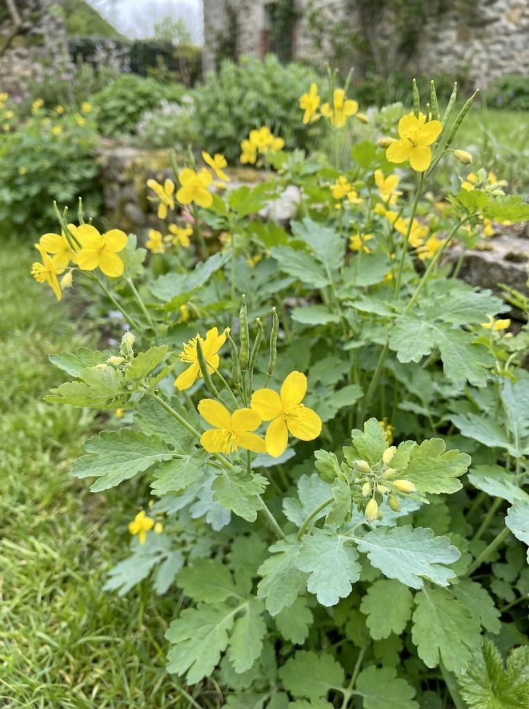 20 Chelidonium majus, stinkende gouwe, wrattenkruid P9., Volle zon, Vaste plant, Zomer, Ophalen