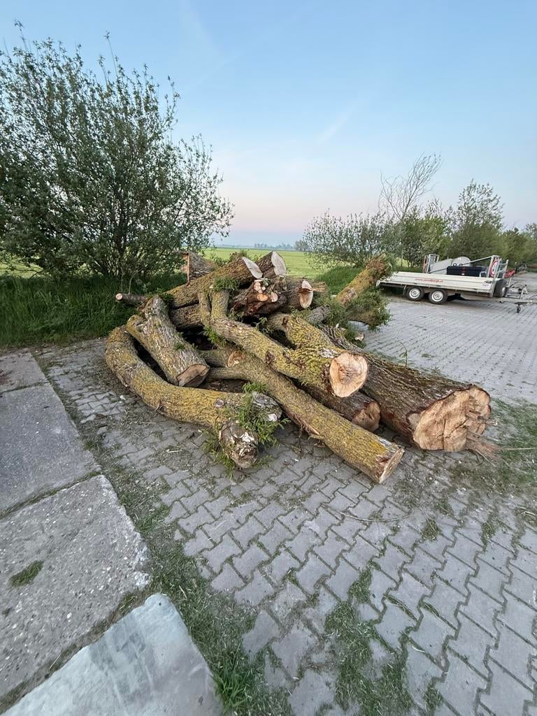 Diverse boomstammen en takken, ideaal voor brandhout, 3 tot 6 m³, Ophalen, Overige houtsoorten, Stammen