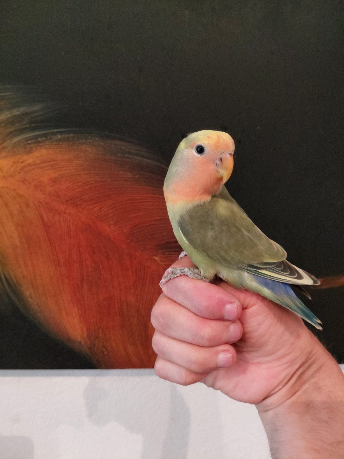 tamme dwergpapegaaitjes, Meerdere dieren, Dwergpapegaai of Agapornis