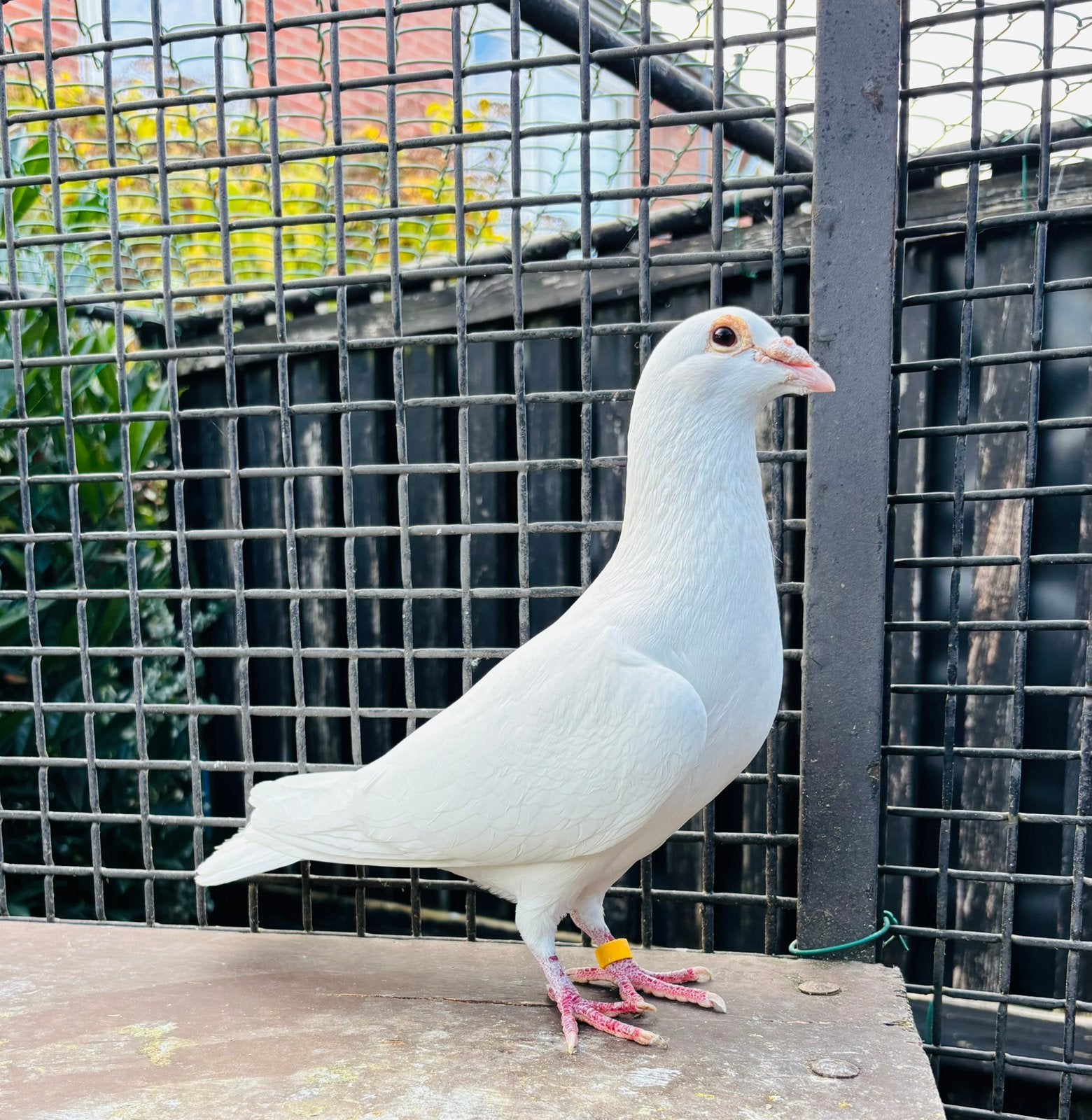 Witte postduiven, duiven, kleurpostduiven, Mannelijk, Postduif