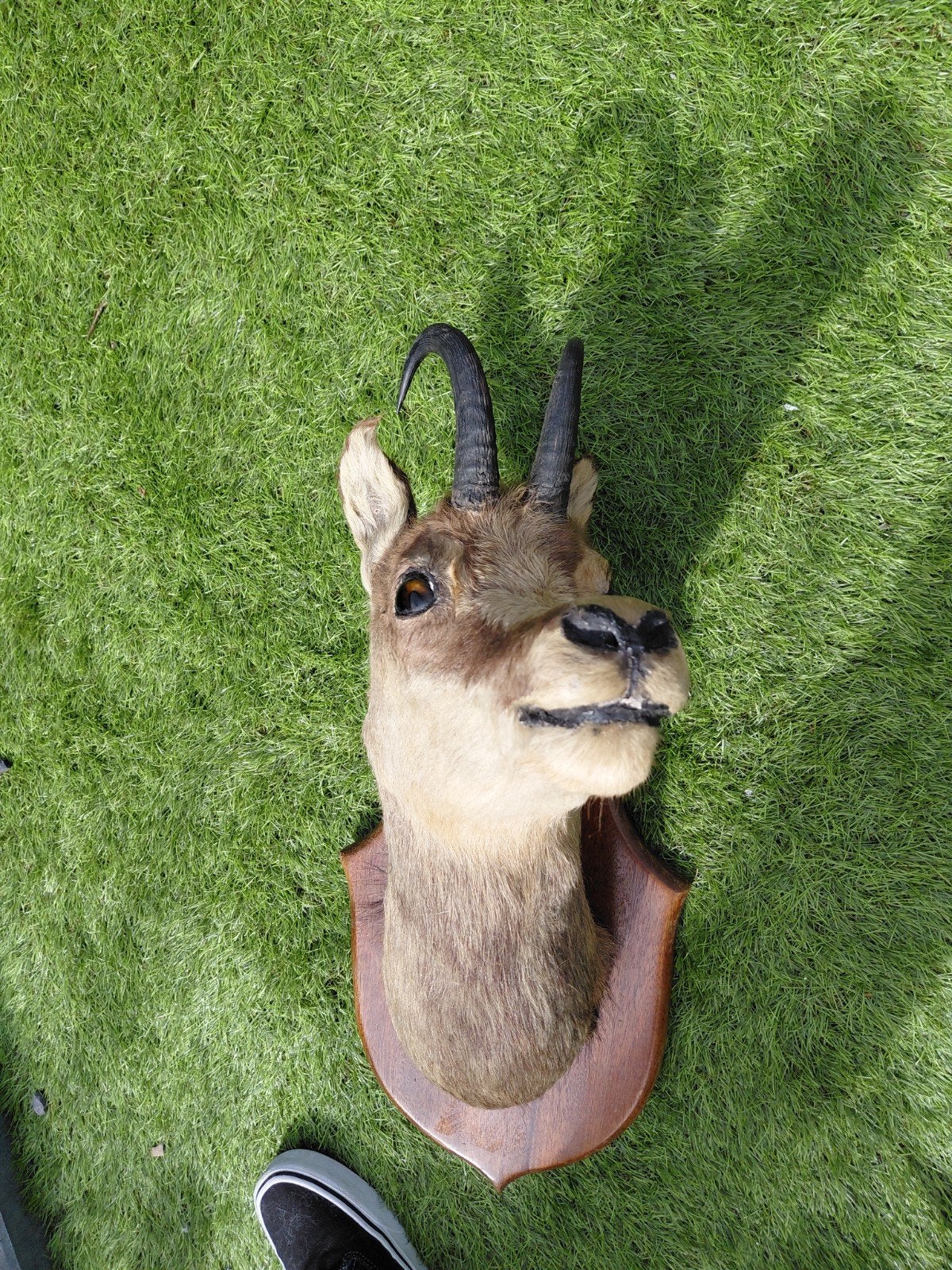Opgezette gemsbok kop - Vintage wanddecoratie, Ophalen, Gebruikt