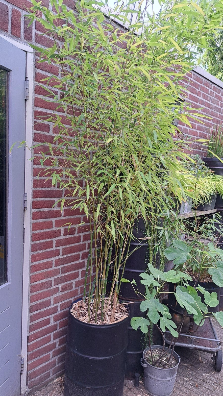 Grote bamboeplant in pot - Ideaal voor privacy, Tuin en Terras, Ophalen of Verzenden, Overige soorten, Halfschaduw
