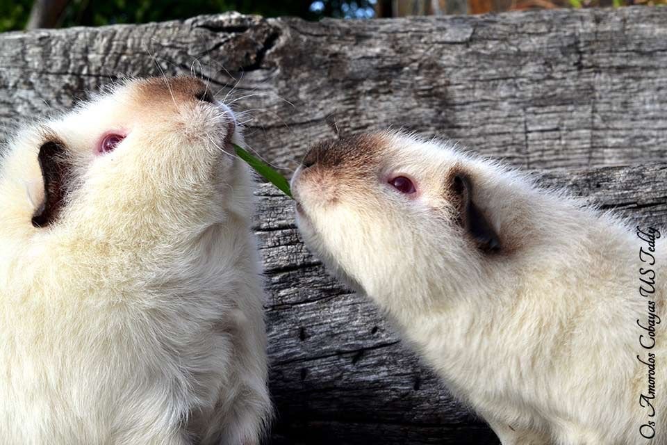 GEZOCHT: ch en us teddy cavia’s, Dieren en Toebehoren, Juli, Meerdere dieren, Cavia