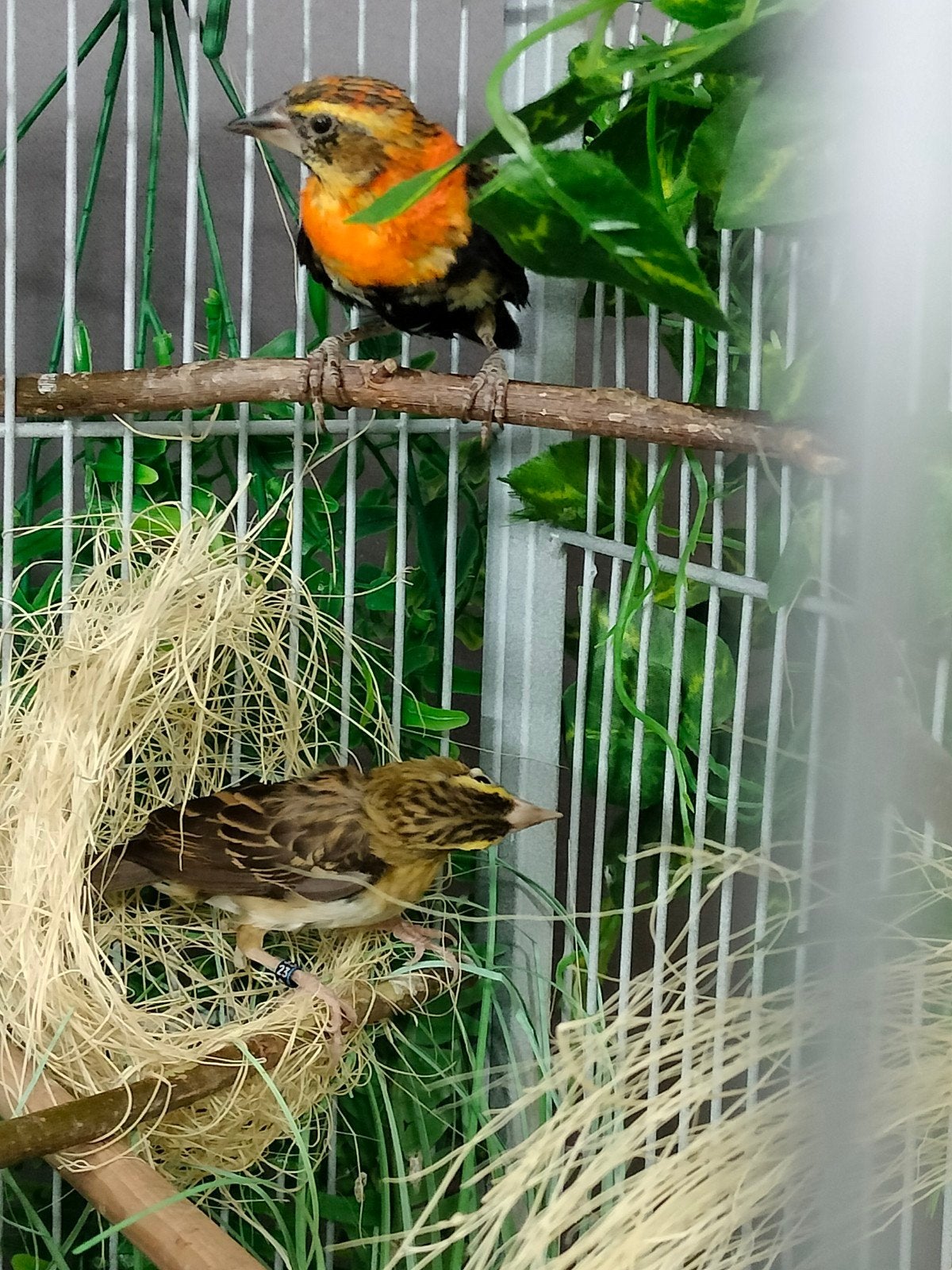 mooi koppel vlammen/oranje wevers, Dieren en Toebehoren, Vogels | Overige Vogels, Meerdere dieren